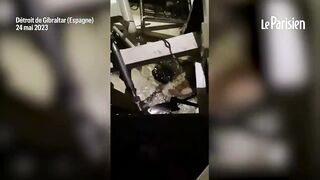 L'angoisse des passagers d'un voilier attaqué par des orques
