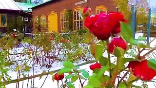 Beautiful flowers 13
