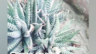 My rooftop garden//Mujhy gift mila