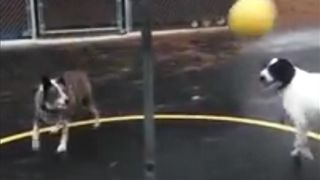 2 dogs play tetherball -Funny video