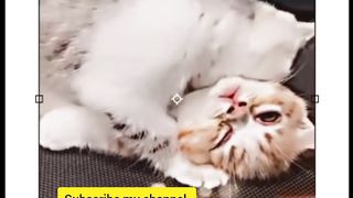Cat cute lovely couple ????