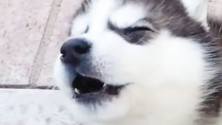 Cute dog #dog lover,pet