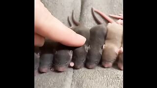 Cute baby animals Videos Compilation cute moment of the animals 4