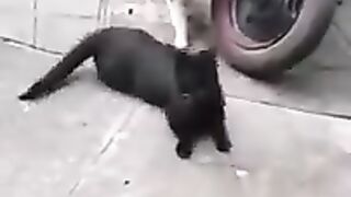 You have run out of lives