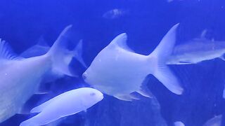 My Aquarium My Fishes