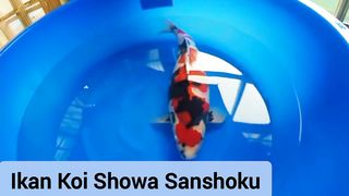 ikan koi showa bikin jatuh cinta