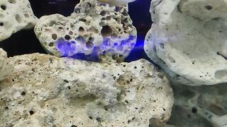 Sea Water Aquarium