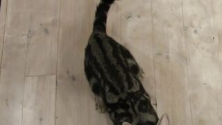 With 30 seconds CAT ♪