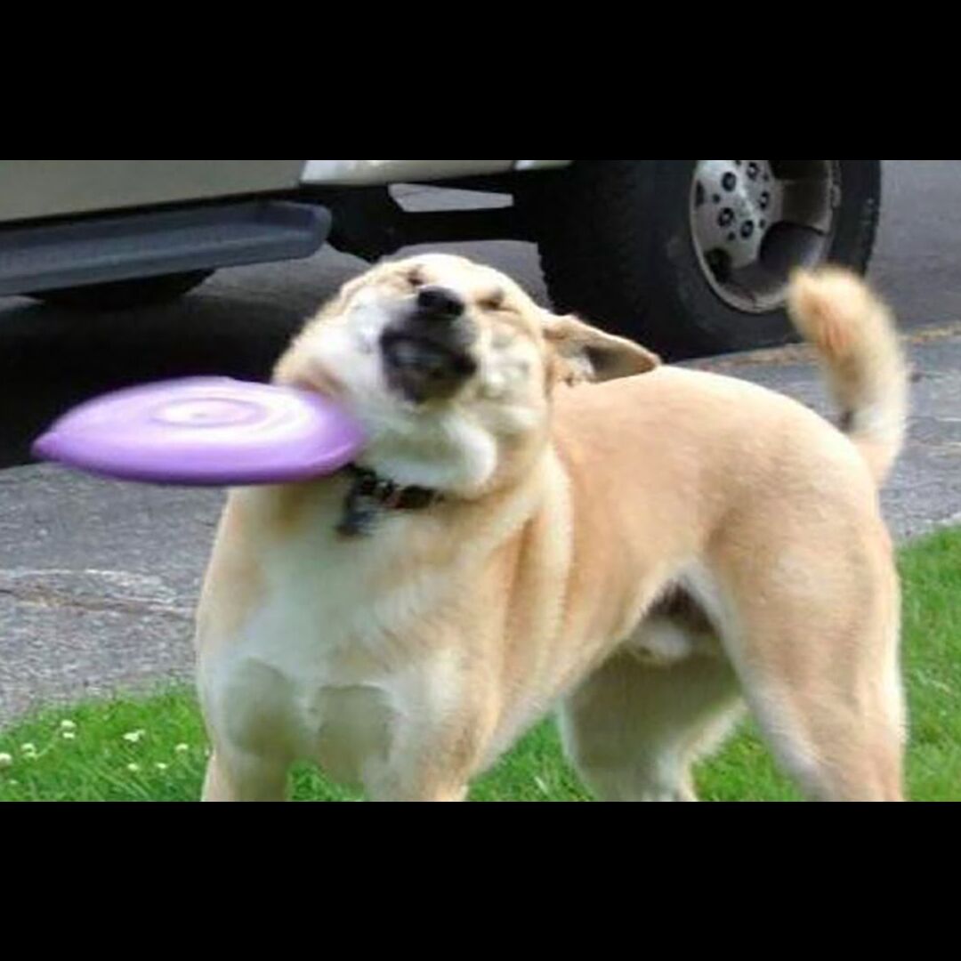 Funniest Animals Best Of The 2020 Funny Animal Videos Part2 Febspot