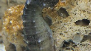 Sea Water Aquarium 2