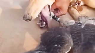 Dog hunting folcen hunter