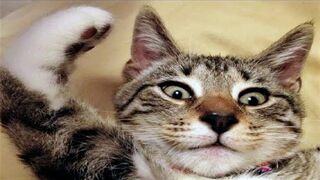 FUNNY CAT MEMES COMPILATION 6