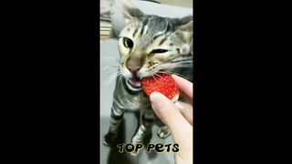 funny video cat and dog 2