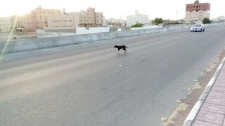 Funny Dog Running On the Road