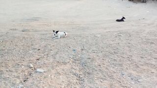 Funny Dogs Video Febspot