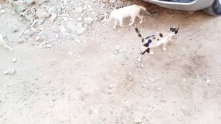 Funny Stray Cat is Meowing