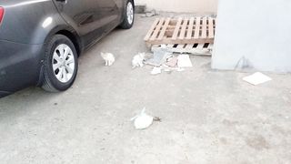 Funny Kittens Video Febspot