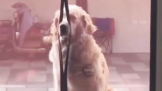 Funniest Dog Video's | Funny Dogs