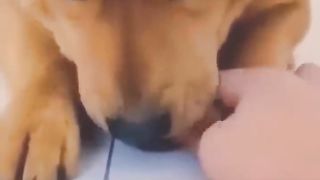 Funniest Cats and Dogs ???????? Funny Animals 2023 ???? 5
