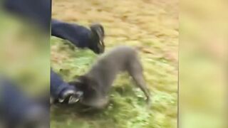Cute baby animals Videos Compilation cute moment of the animals - Funniest Animals 5