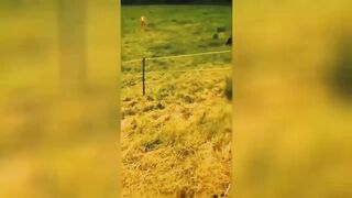 Funniest Video Of 2023????Funniest Animals Best????Compilation