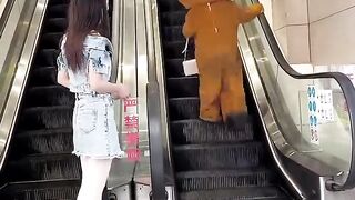 Funny bears