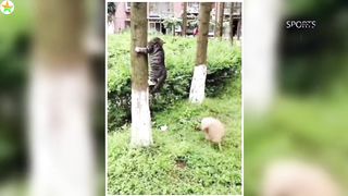Best Funny Animal Videos Of The 2023 ???? - Funniest Cats And Dogs Videos ???????? 25