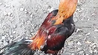 Beautiful rooster