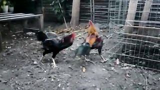 beautiful rooster in the yard
