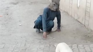 funny dog prank