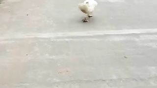 Bebek jalan sambil goyang