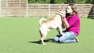 Basic dog training . top 7 basic commands every dog must know