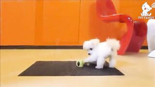 BEST DOG TRAINING VIDEO EVER
