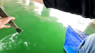 finally eaten by big fish, luckily the big fish had gone up and just wanted to rain
