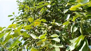 MY beautiful Garden ????