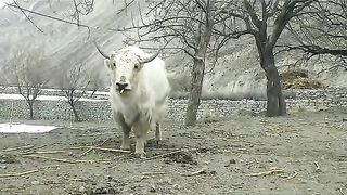Mountain Yak