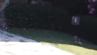 Funny cats ???????????? video