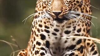Amazing Powerful Tiger Beautiful Nature view