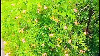 آنار کا درخت گھر کے صحن میں