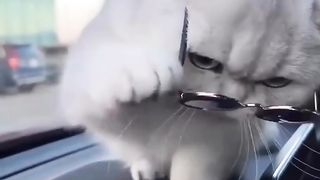 Cuteness overload cat legend cat funny video