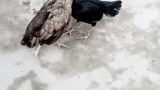 Murgha ke larai Hen Fight