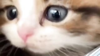 Cuteness overload funny cats video|| viral cute cat
