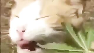 Jamaica cat