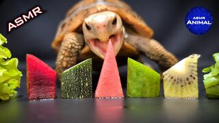 ASMR MUKBANG | TURTLE TORTOISE EATING FOOD 먹방 ????96