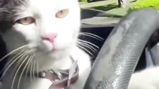 Car Driving Fun