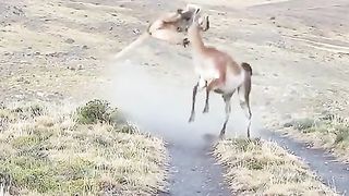 LIFE IS VERRY VERRY DANGER