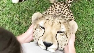 Even big fearful cats like to have their ear massage