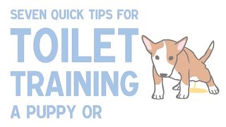 7 -Quick tips for toilet training  dog