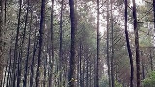 towering tree