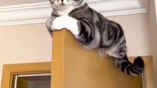 Cute cat | funny animal video | funny cat